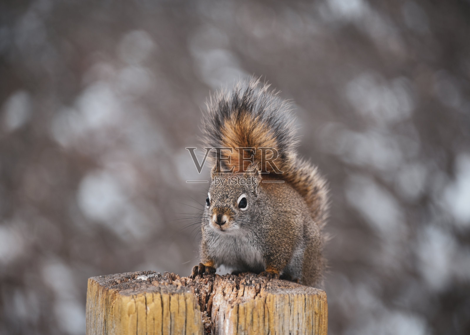 松鼠照片摄影图片