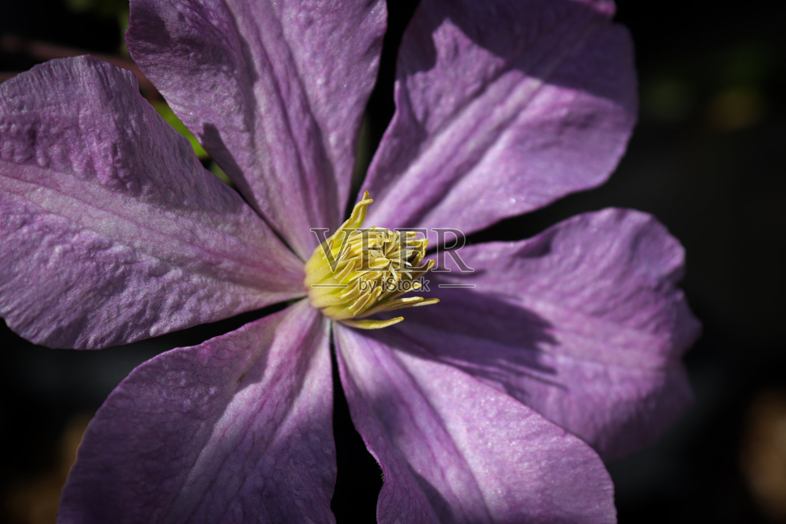 春季紫色铁线莲花的宏观图照片摄影图片