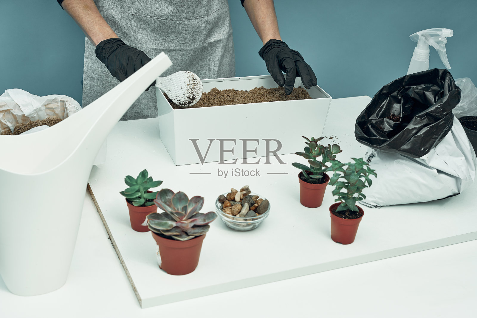 女孩在土和花盆里种室内植物和花。植物护理和保养。的爱好。照片摄影图片