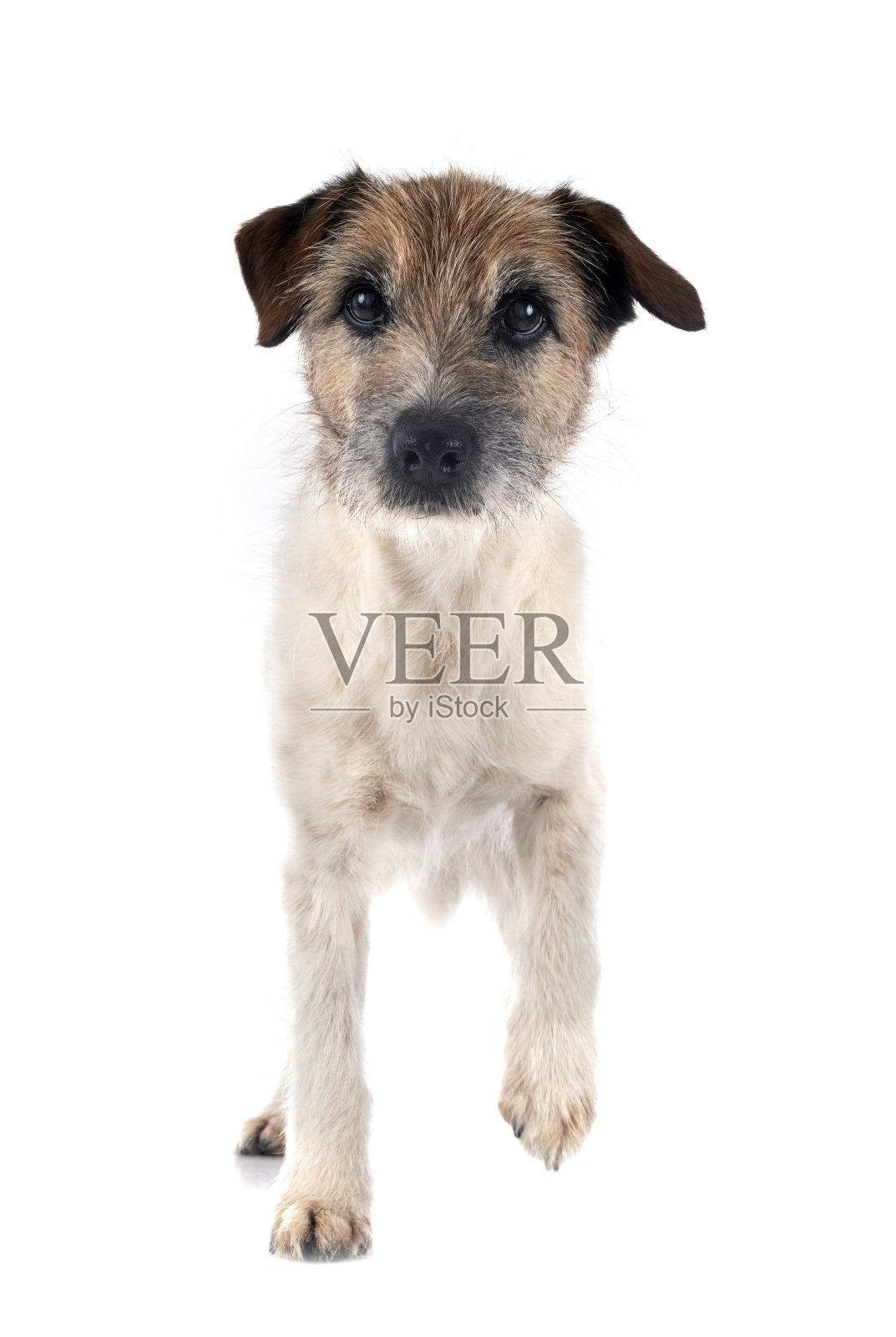 老杰克罗素梗照片摄影图片