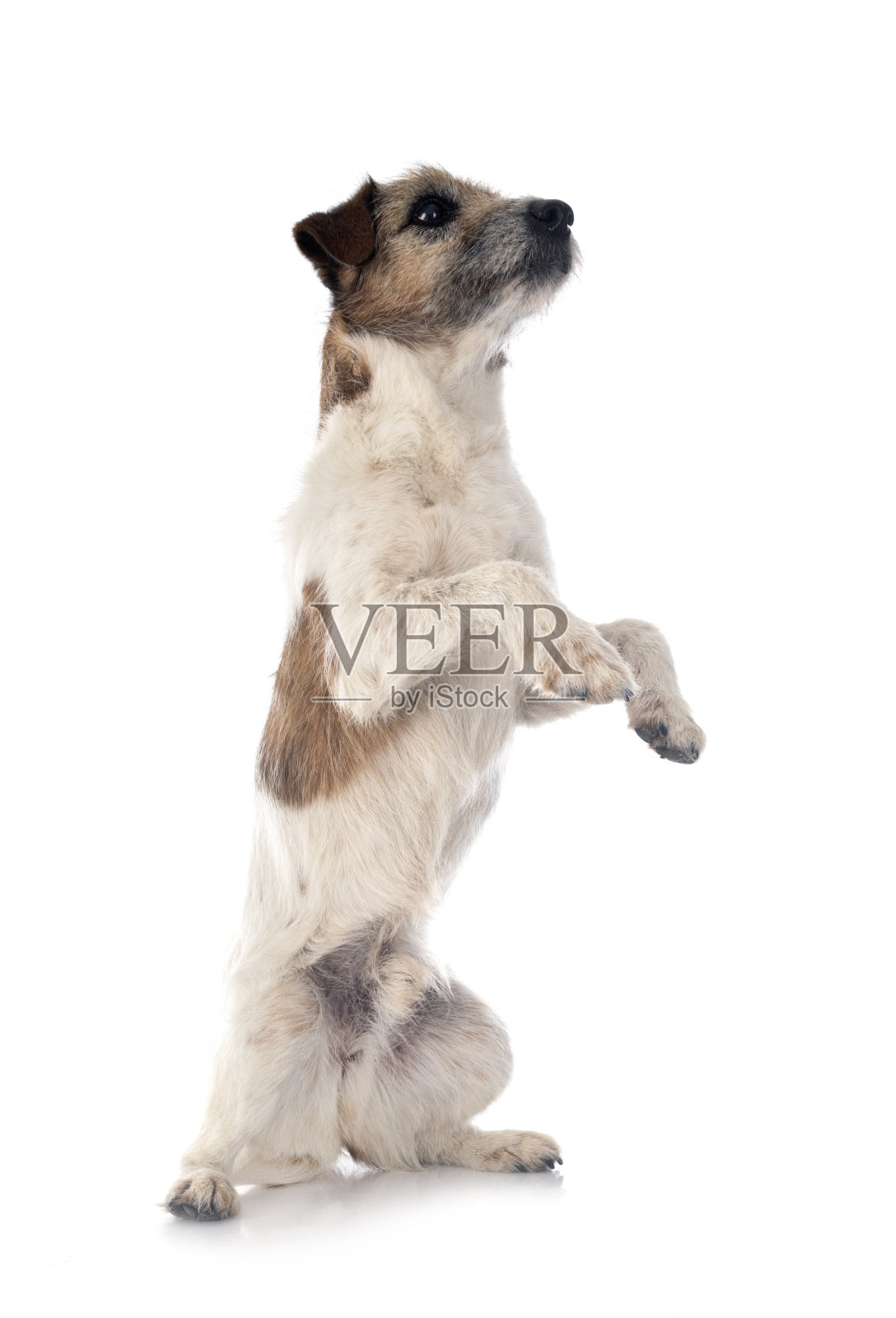 老杰克罗素梗照片摄影图片