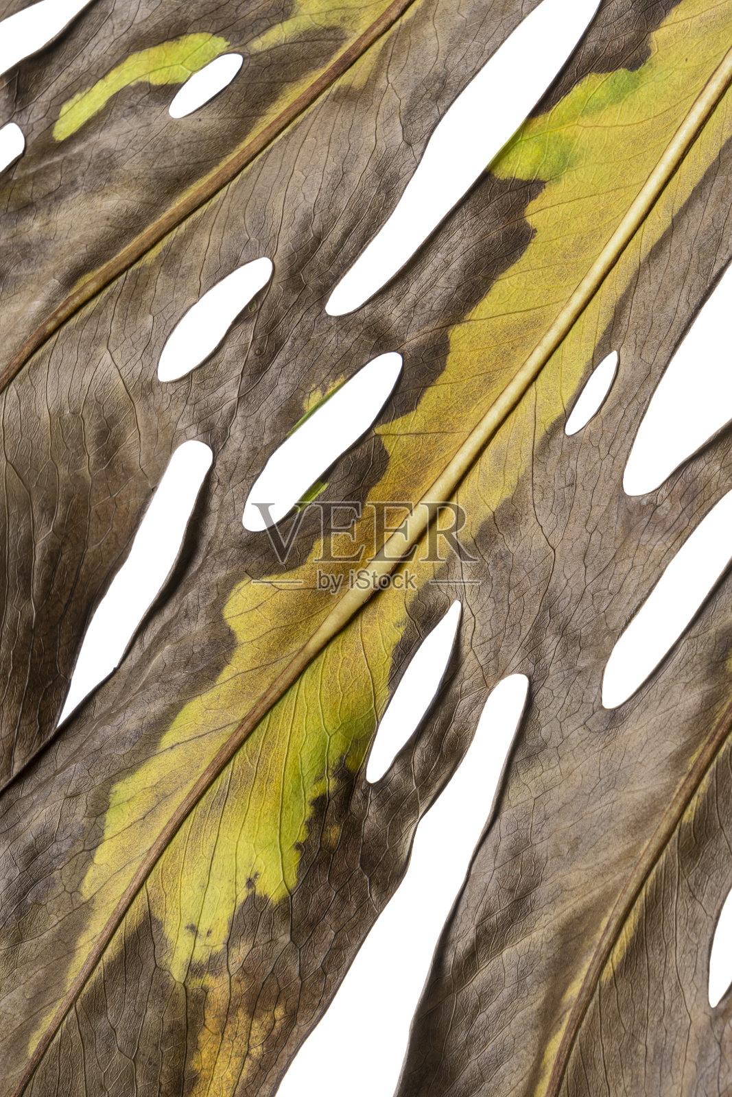 瑞士奶酪植物，孤立在白色背景上，有修剪路径照片摄影图片