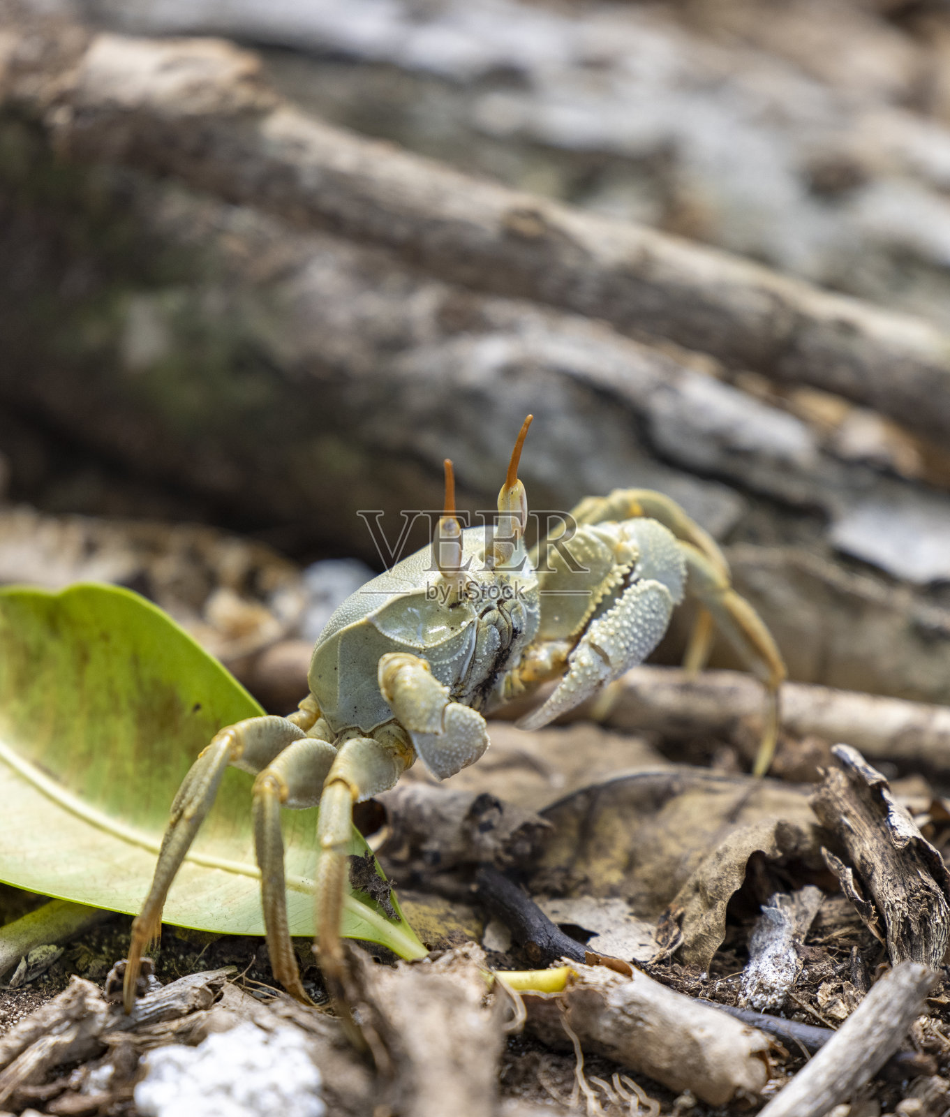 塞舌尔表兄岛自然保护区的鬼蟹照片摄影图片