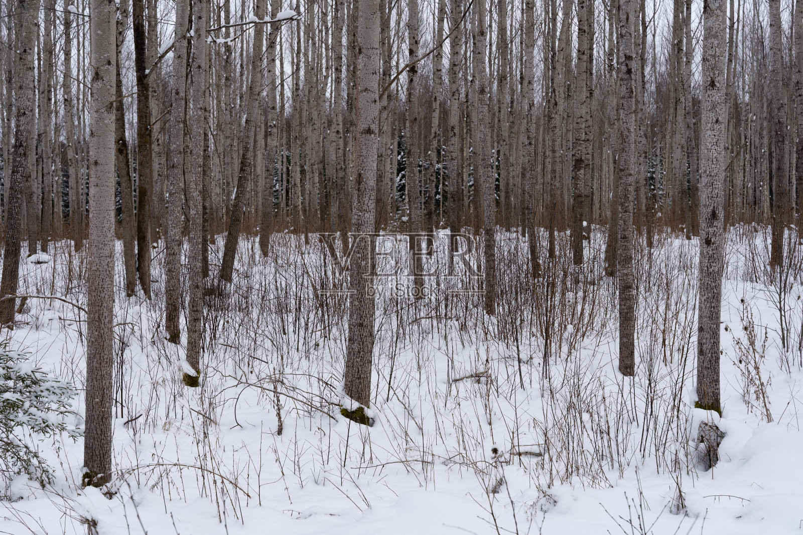冬日里的拉脱维亚，森林里白雪皑皑，你可以看到许多细长的树干照片摄影图片