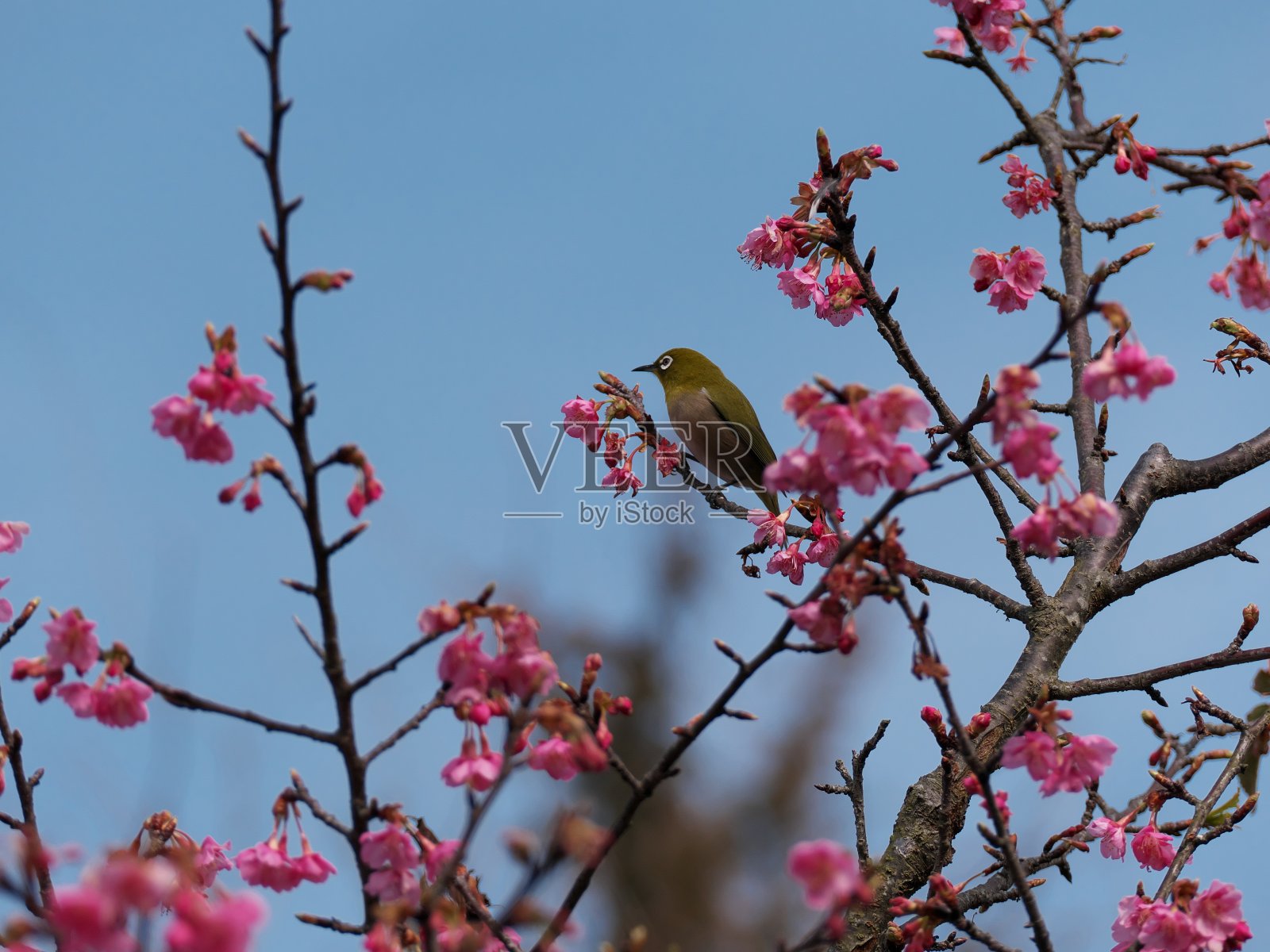 樱花和日本白眼照片摄影图片