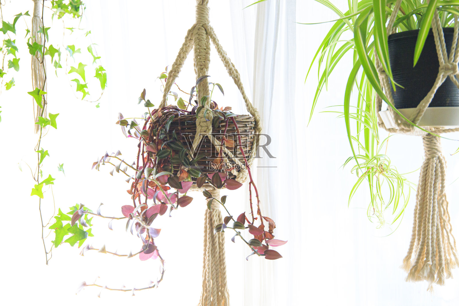 室内有绿色的悬挂植物照片摄影图片