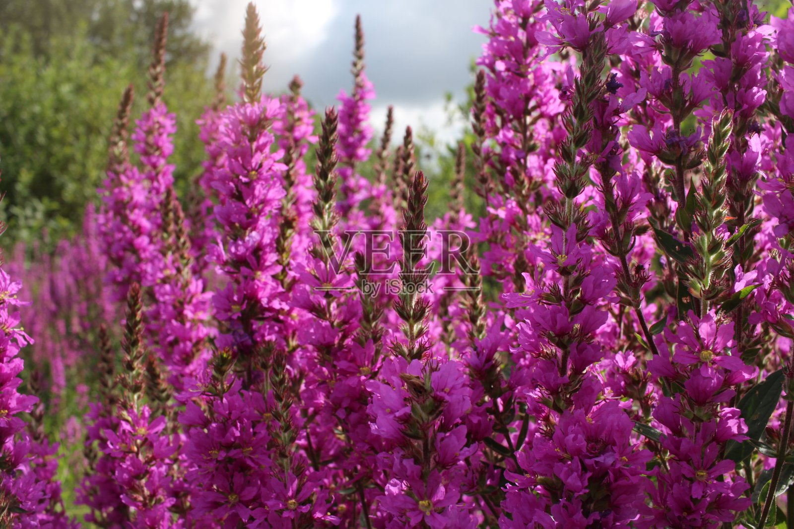 明亮的粉红色花朵在夏天生长在森林草地的空地上照片摄影图片