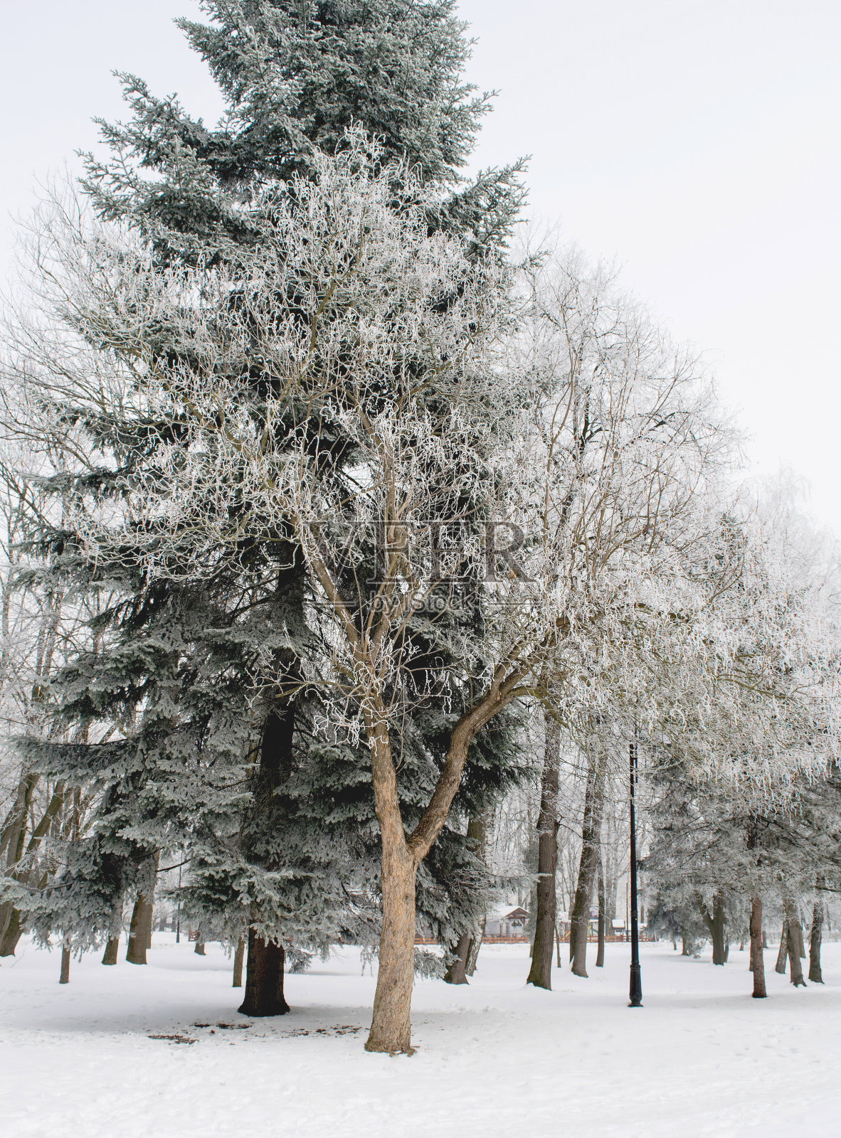 冬天的背景树被白霜覆盖。照片摄影图片