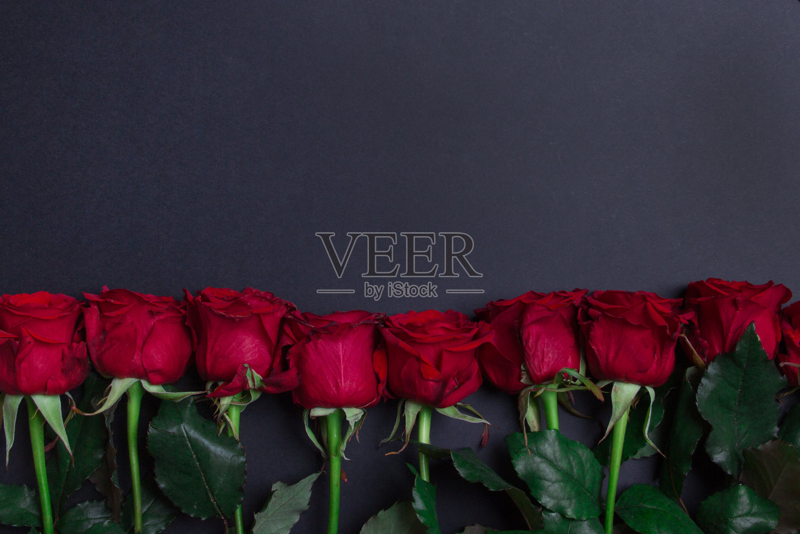 黑色背景右侧有红玫瑰，留有空白照片摄影图片