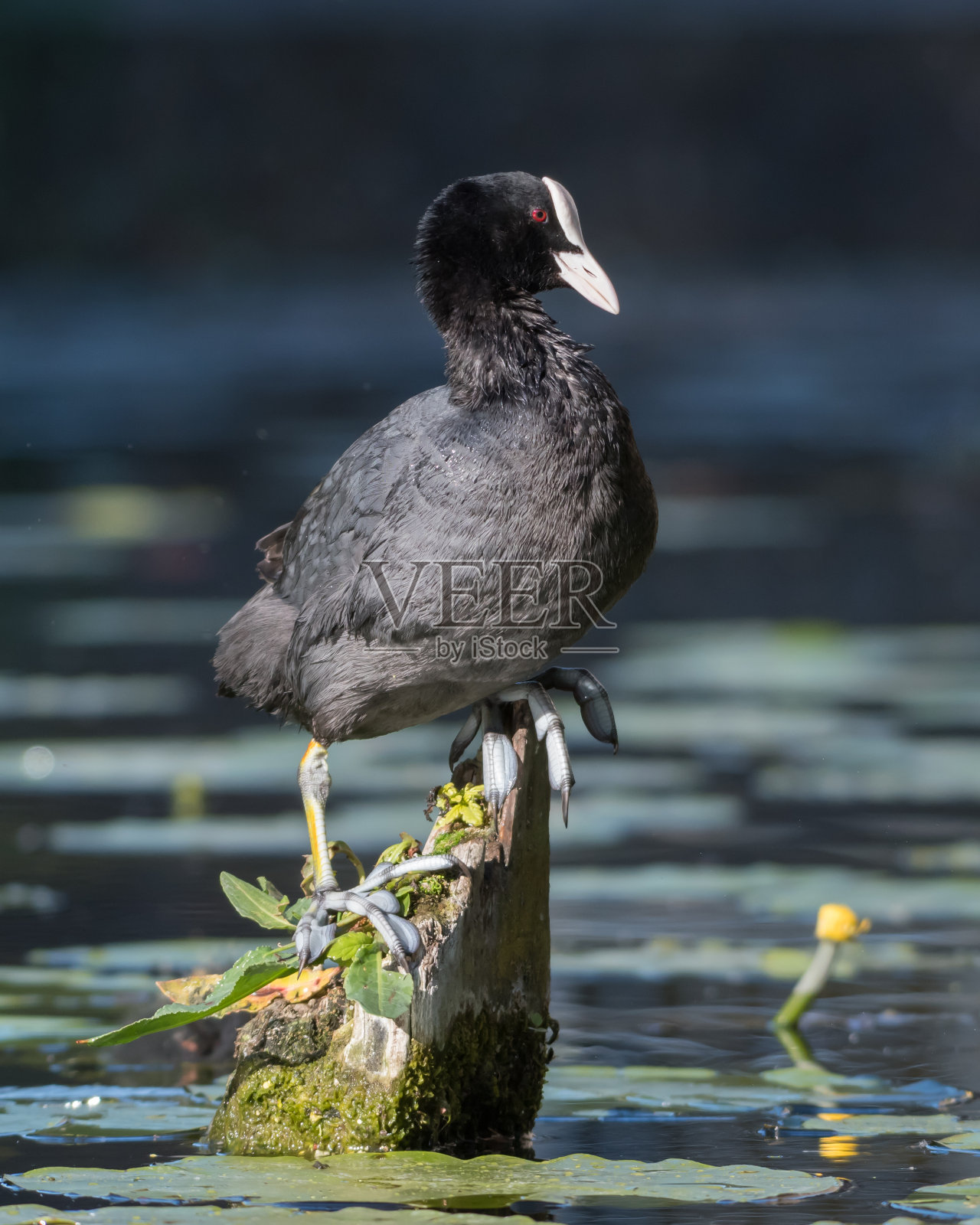 高和干燥。照片摄影图片