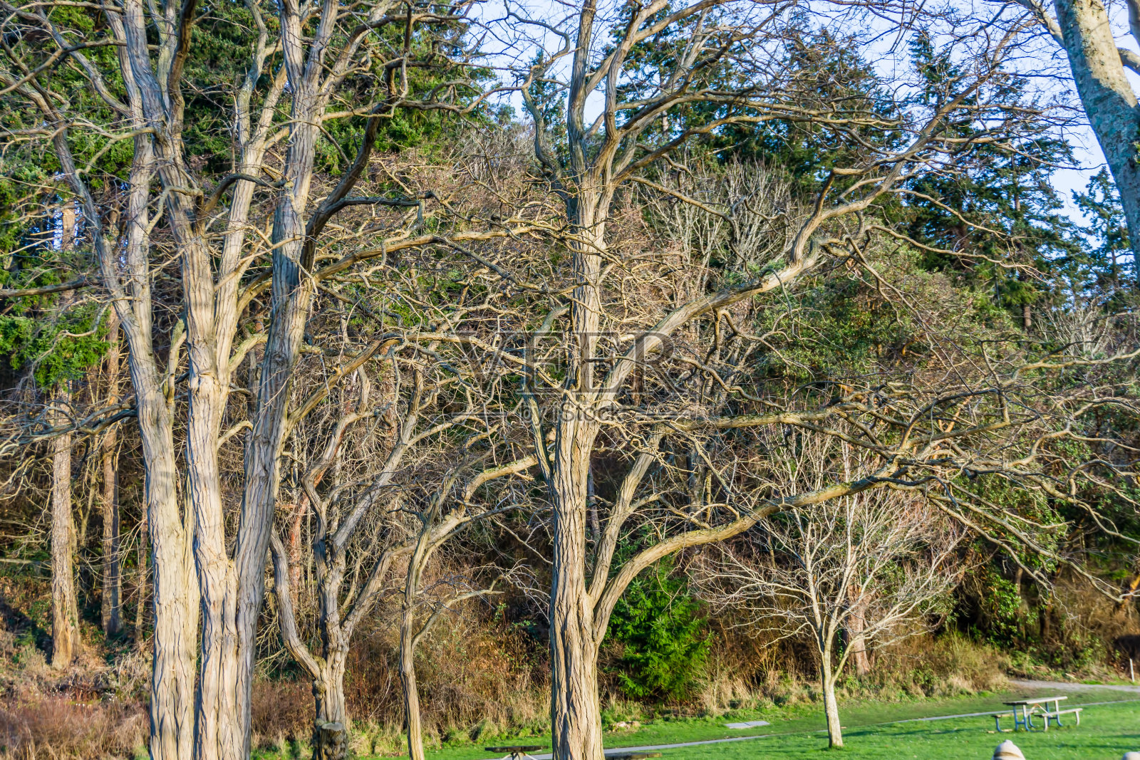 光秃秃的公园树木7照片摄影图片