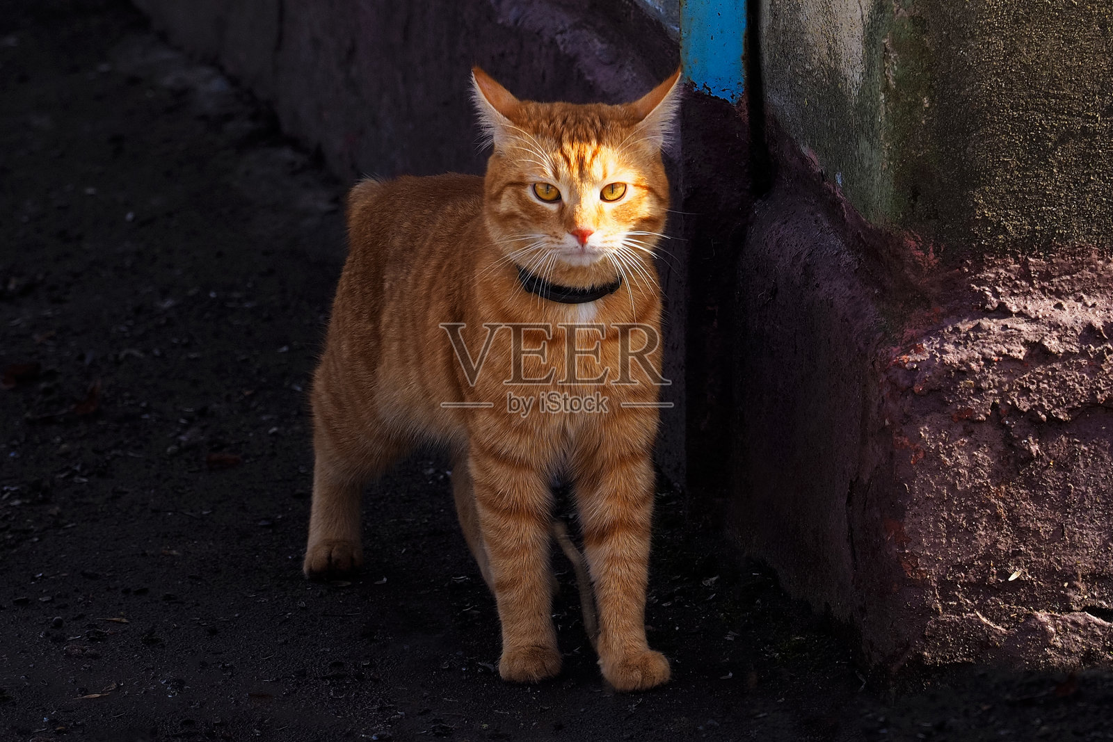 警惕的姜猫从角落的家窥视照片摄影图片
