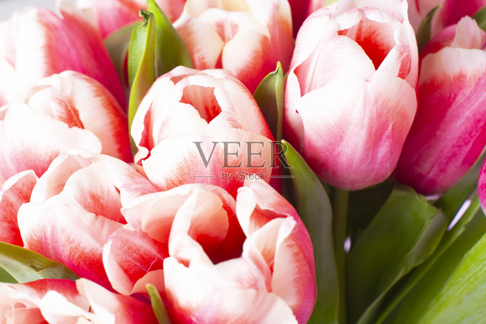 一束新鲜的红白郁金香。浪漫约会的礼物。温柔的春天的花朵。一束郁金香送给母亲节，3月8日，生日照片摄影图片