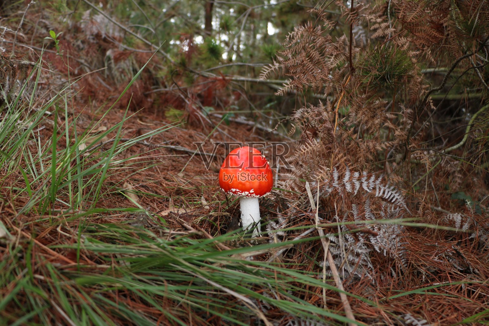红色，橙色的蘑菇，菌类照片摄影图片