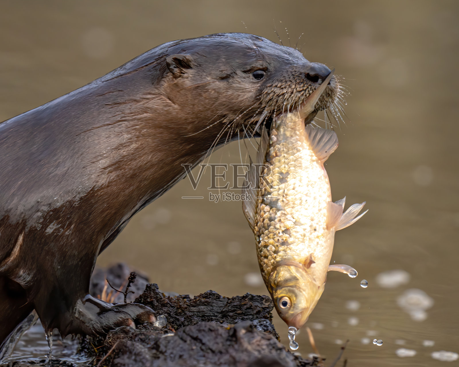北美河水獭嬉戏地寻找和吃一顿鱼照片摄影图片