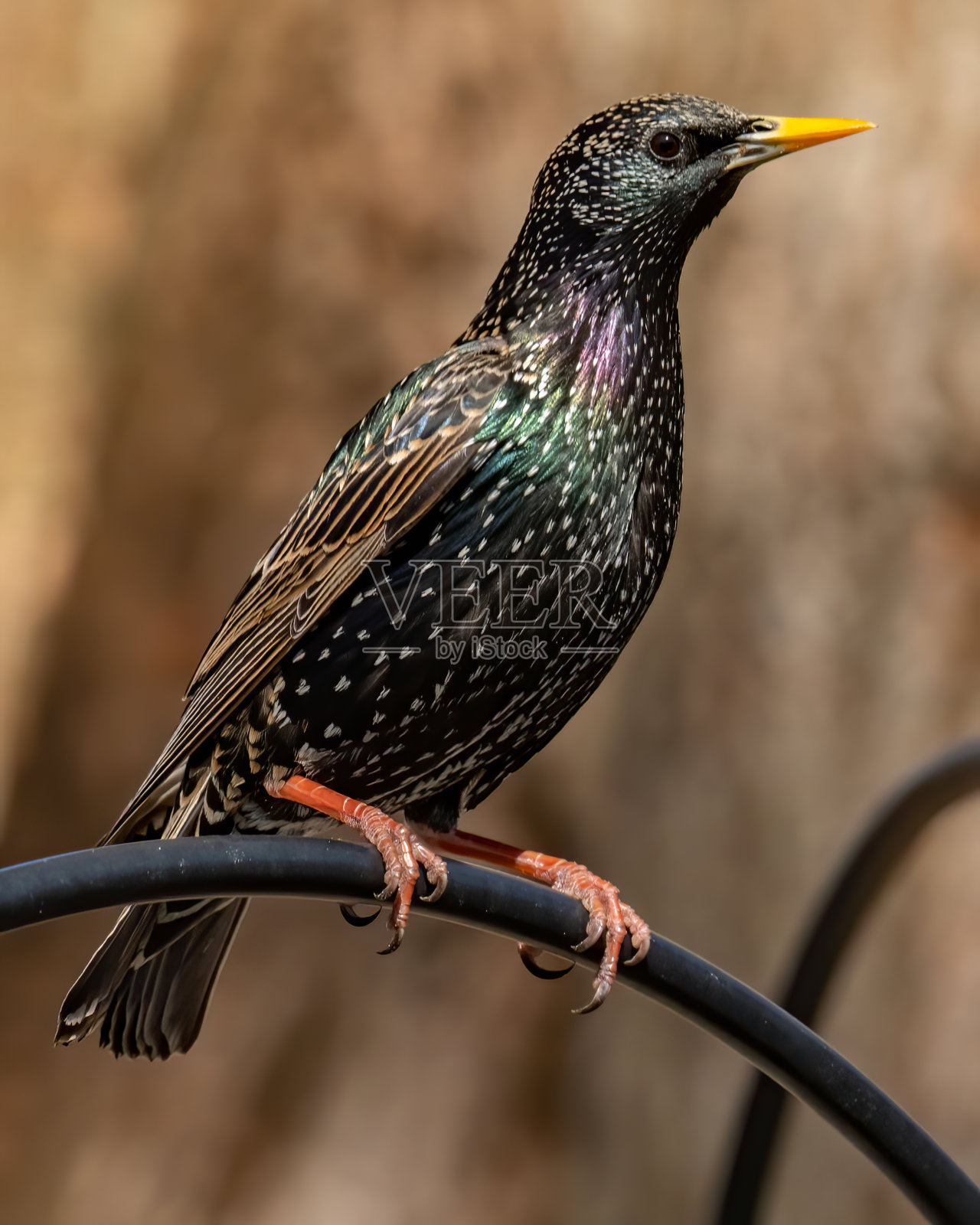 椋鸟在树上寻找食物照片摄影图片