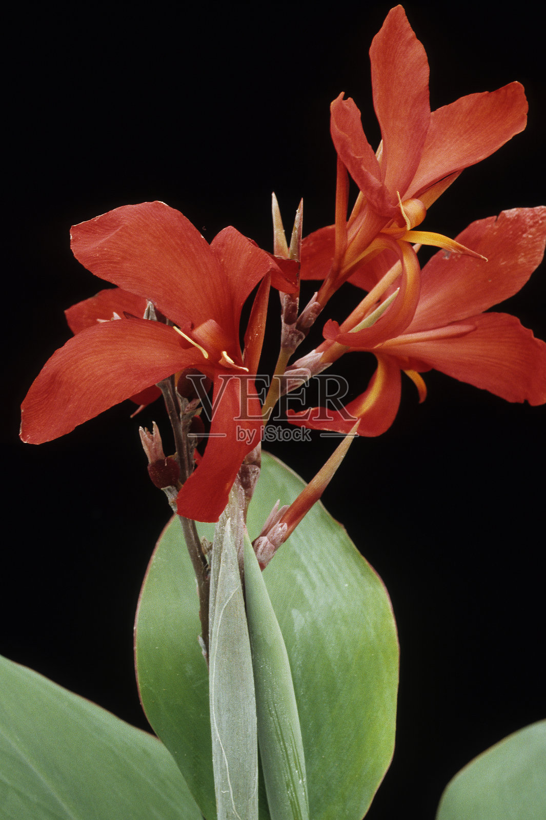 卡纳莉莉照片摄影图片