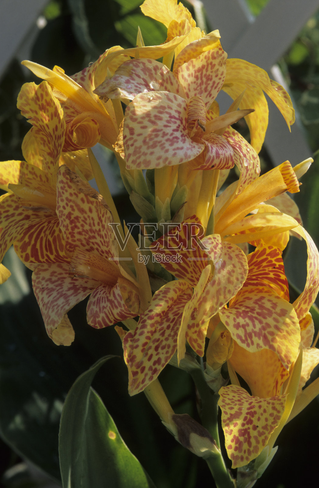 卡纳莉莉照片摄影图片