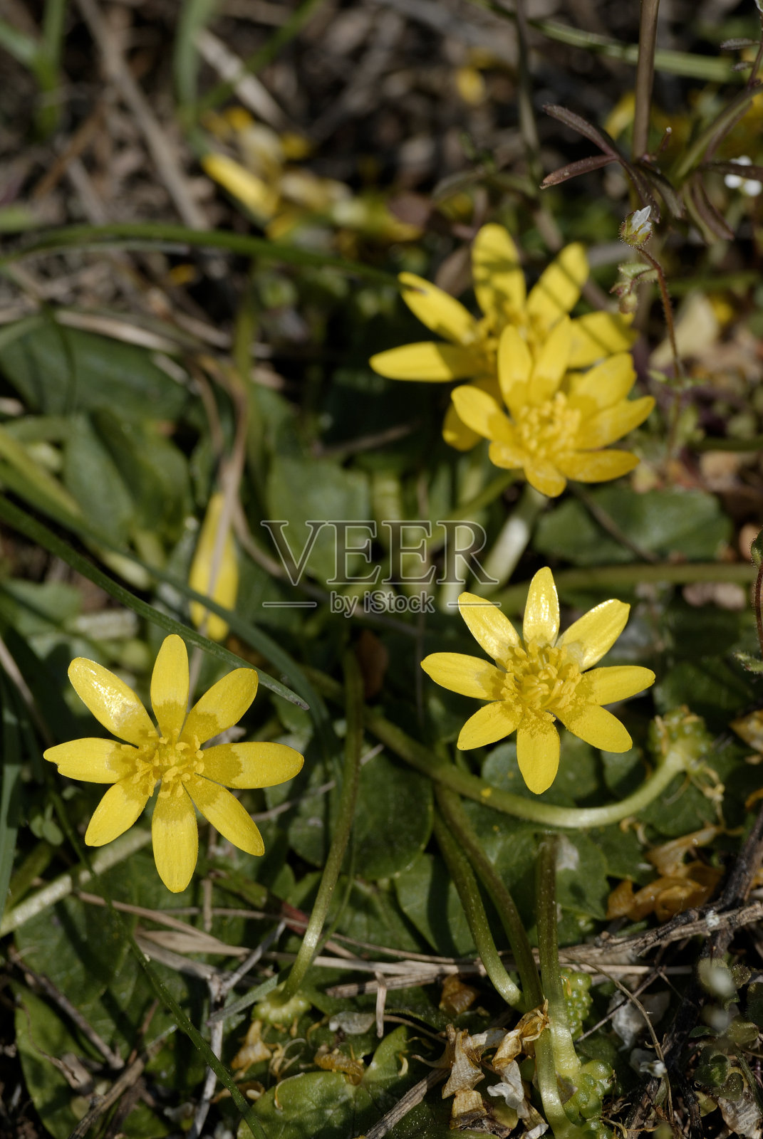白屈菜照片摄影图片