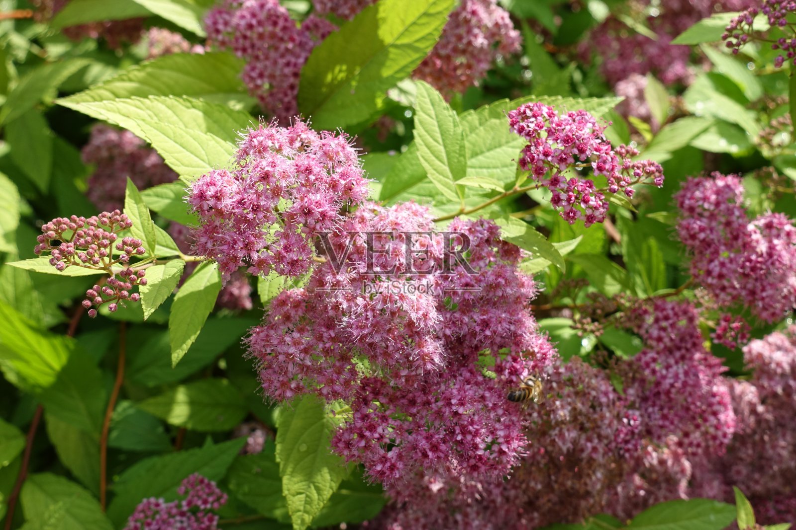 6月日本绣线菊的多朵粉红色花照片摄影图片