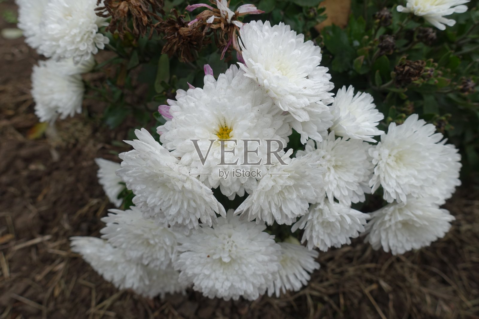 十月盛开的大白花菊花照片摄影图片