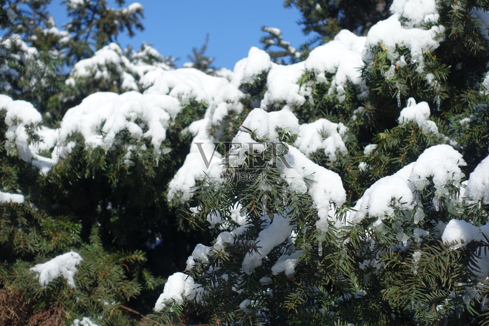 二月里，蓝蓝的天空映衬下，紫杉枝头上的冰柱和雪照片摄影图片