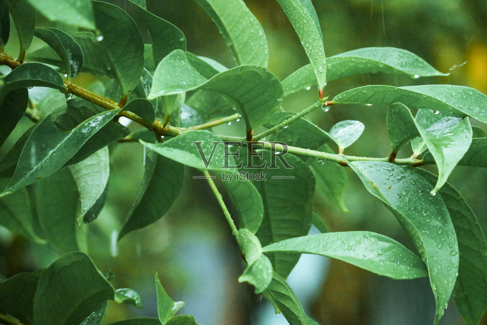 雨中的湿叶子照片摄影图片