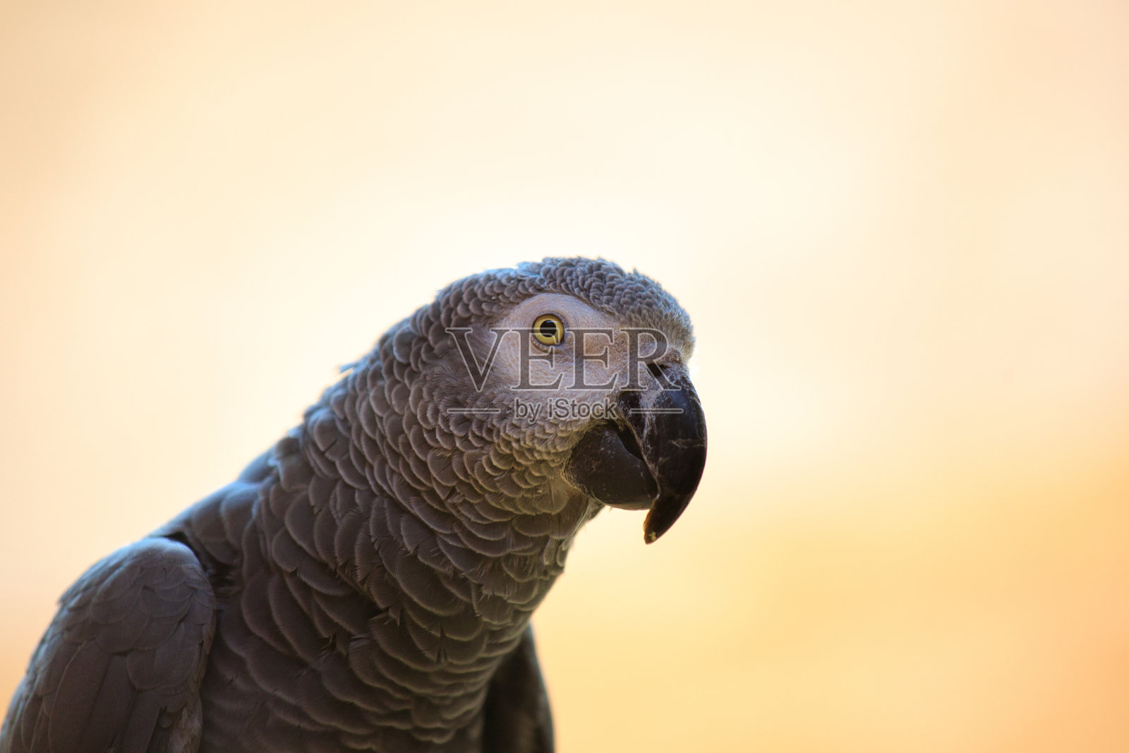 一只刚果灰鹦鹉的头照片摄影图片