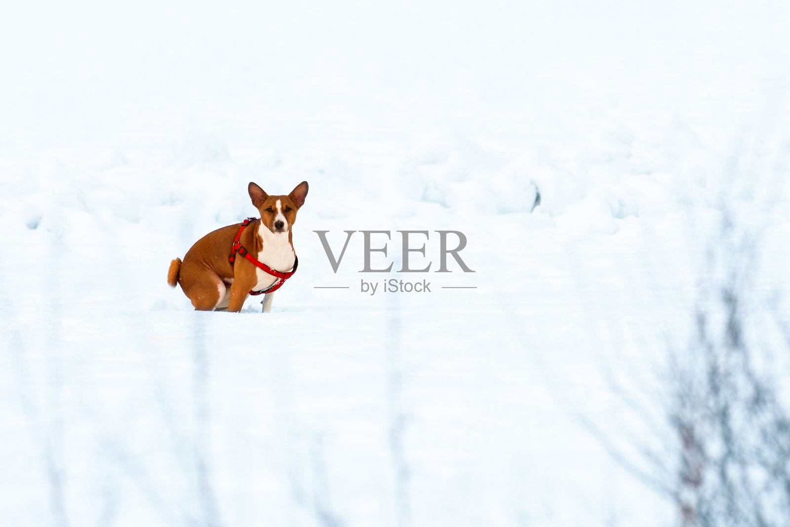 狗狗在冬天的雪地里蹲着散步。狗的消化问题，厕所照片摄影图片