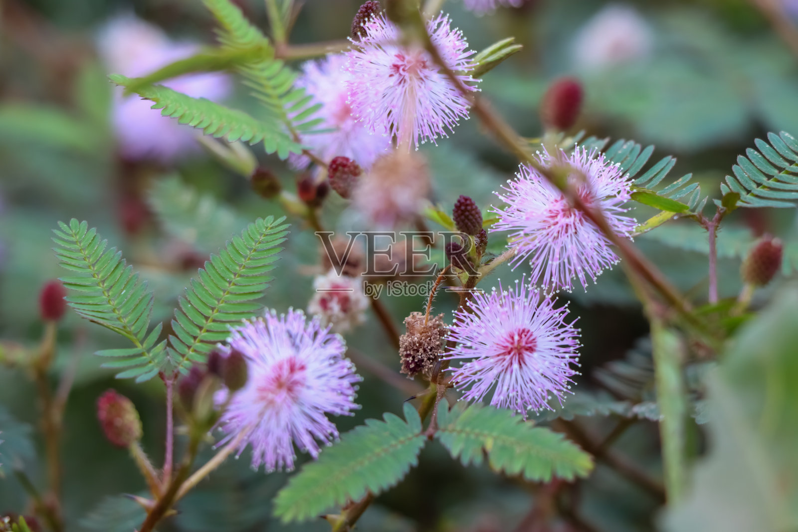 含羞草的花照片摄影图片
