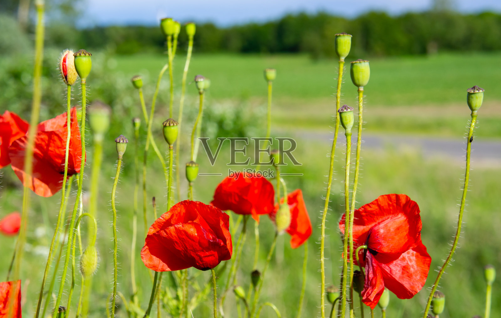罂粟花照片摄影图片