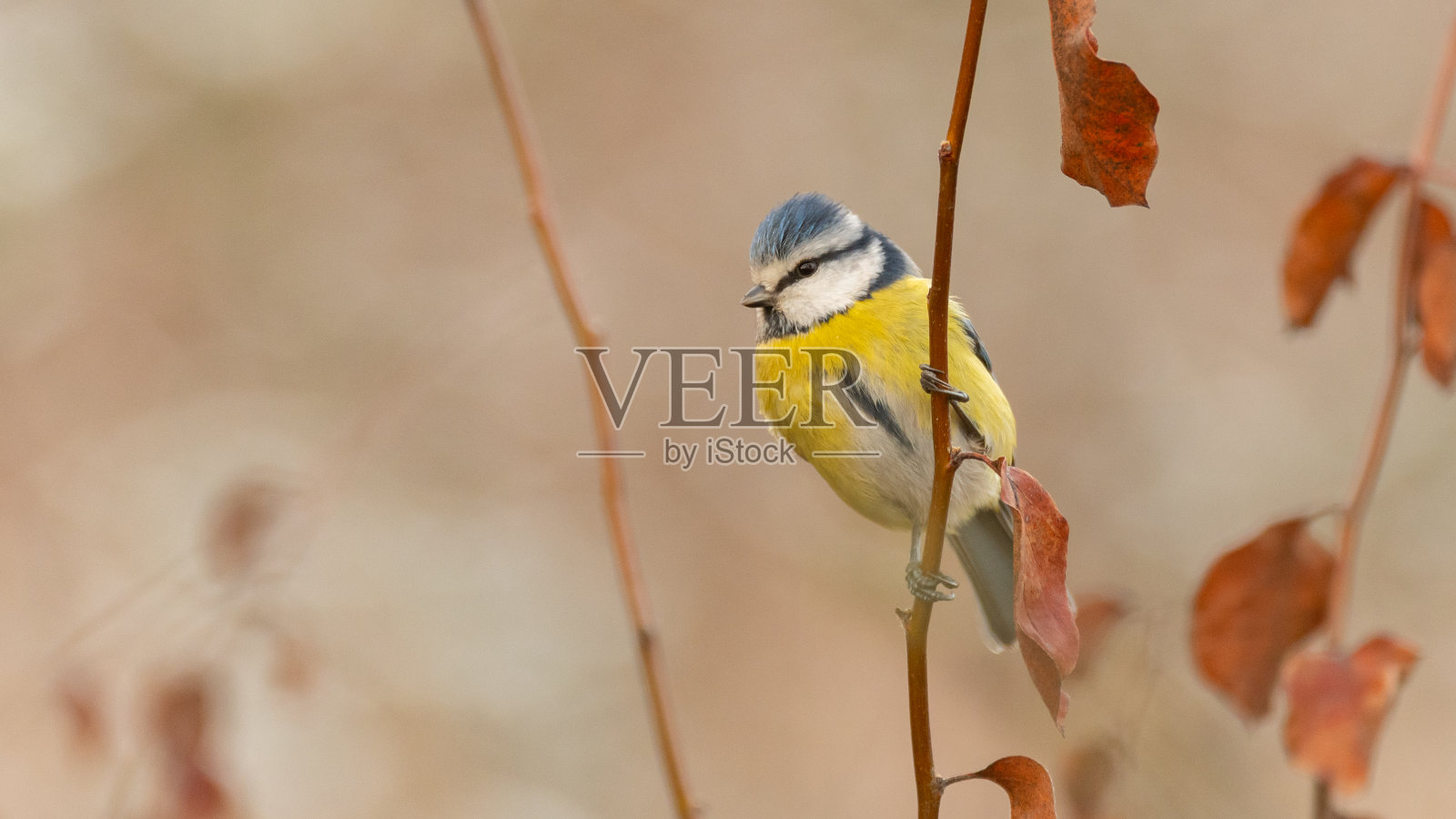 蓝山雀，青色山雀，枝上单鸟照片摄影图片