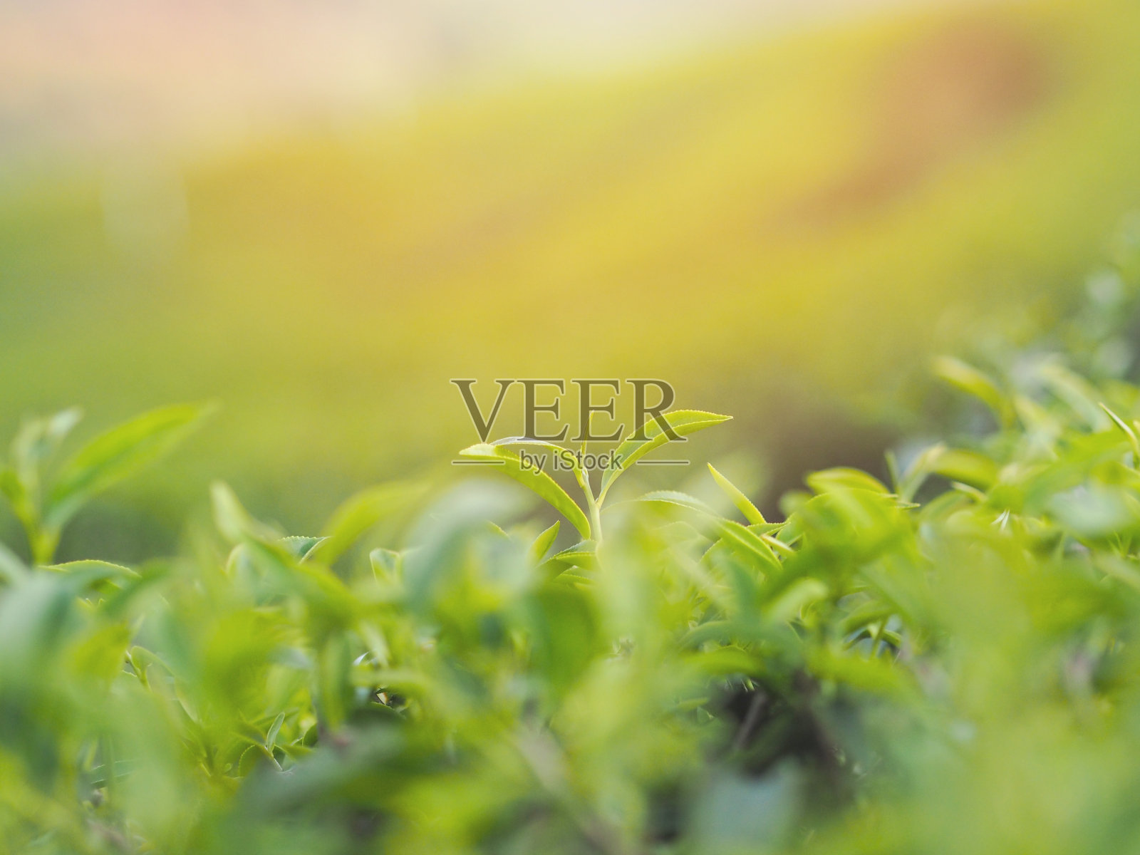 茶园的茶叶尖照片摄影图片