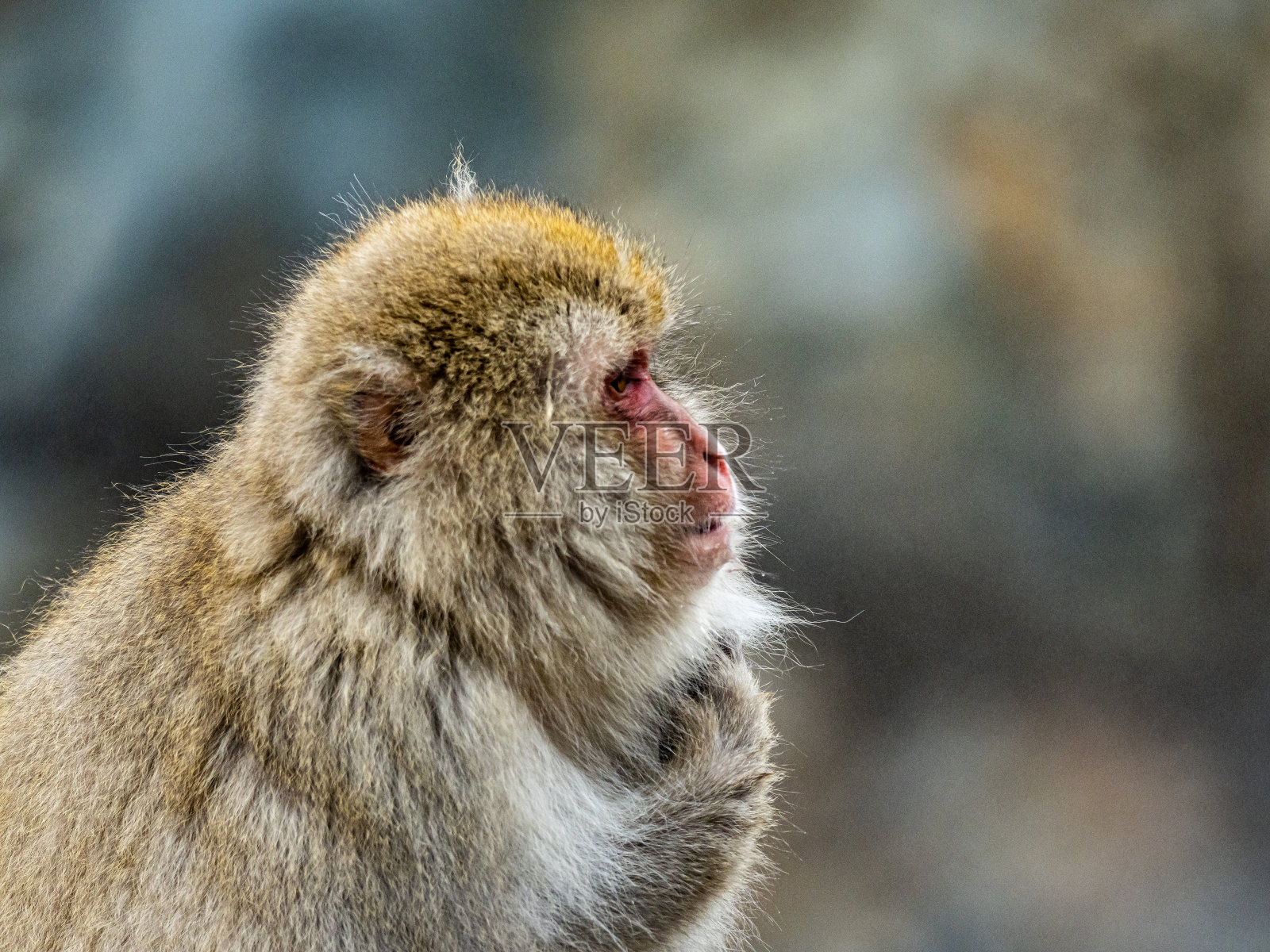 近距离观察日本猕猴雪猴7照片摄影图片