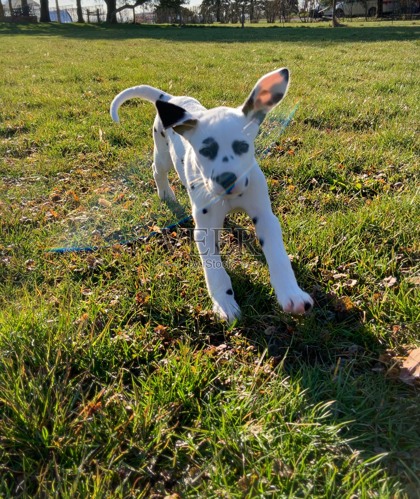 飞行的耳朵照片摄影图片