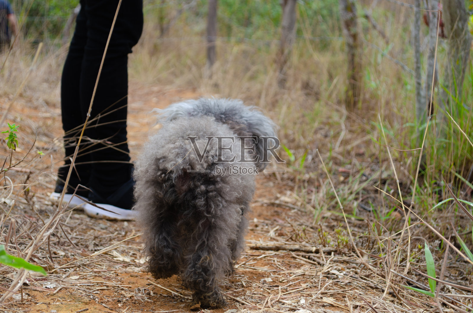 可爱的狗散步照片摄影图片