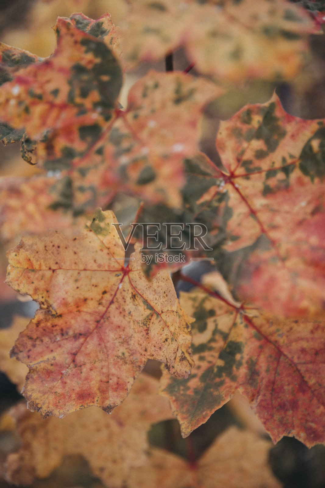 秋天的枫叶美极了照片摄影图片