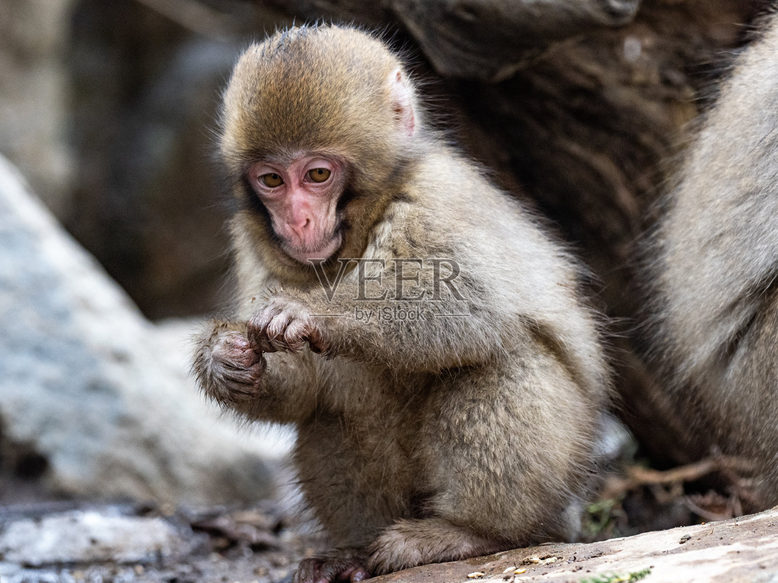 小日本猕猴雪猴在岩石上5照片摄影图片