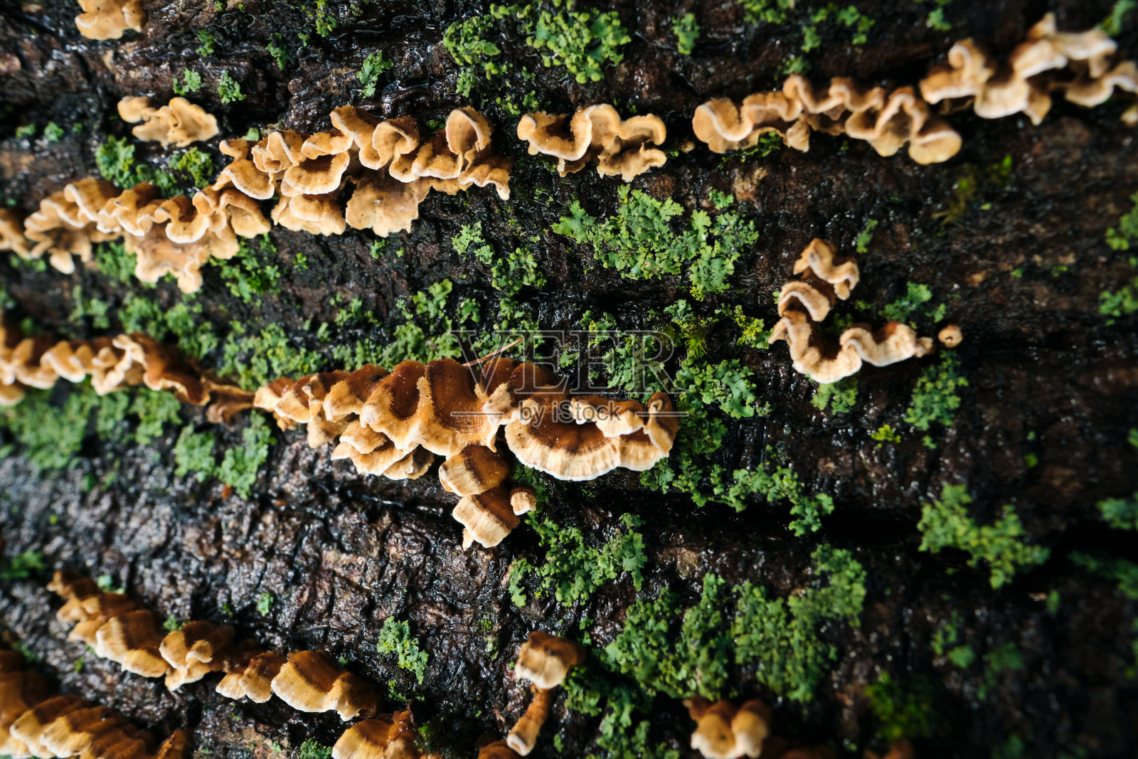 冬季生长在潮湿苔藓树上的真菌照片摄影图片
