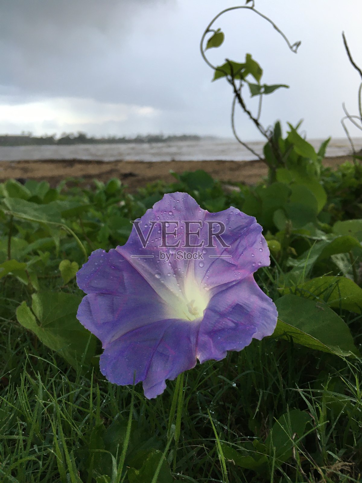 夏威夷考艾岛怀卢阿的希基纳卡拉海奥冬季多云日出。照片摄影图片