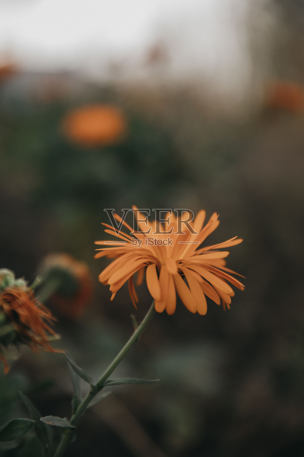 橘花绽放夏日美景照片摄影图片