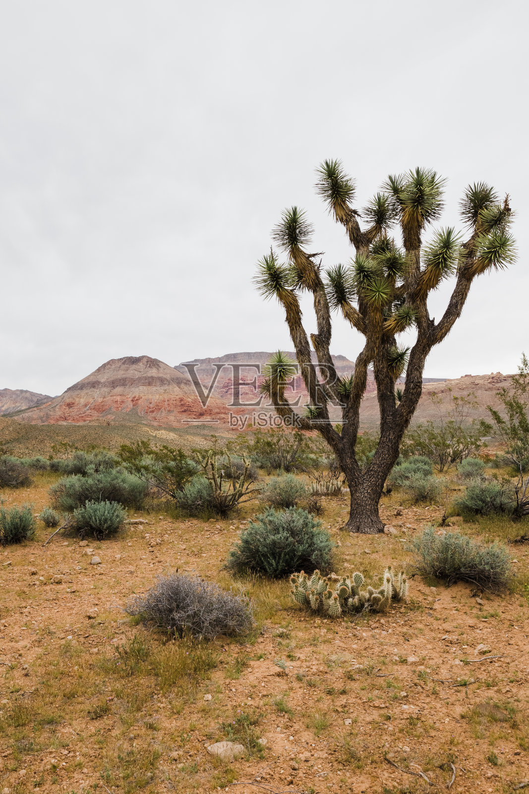 垂直拍摄的约书亚树和红砂岩山内华达沙漠照片摄影图片