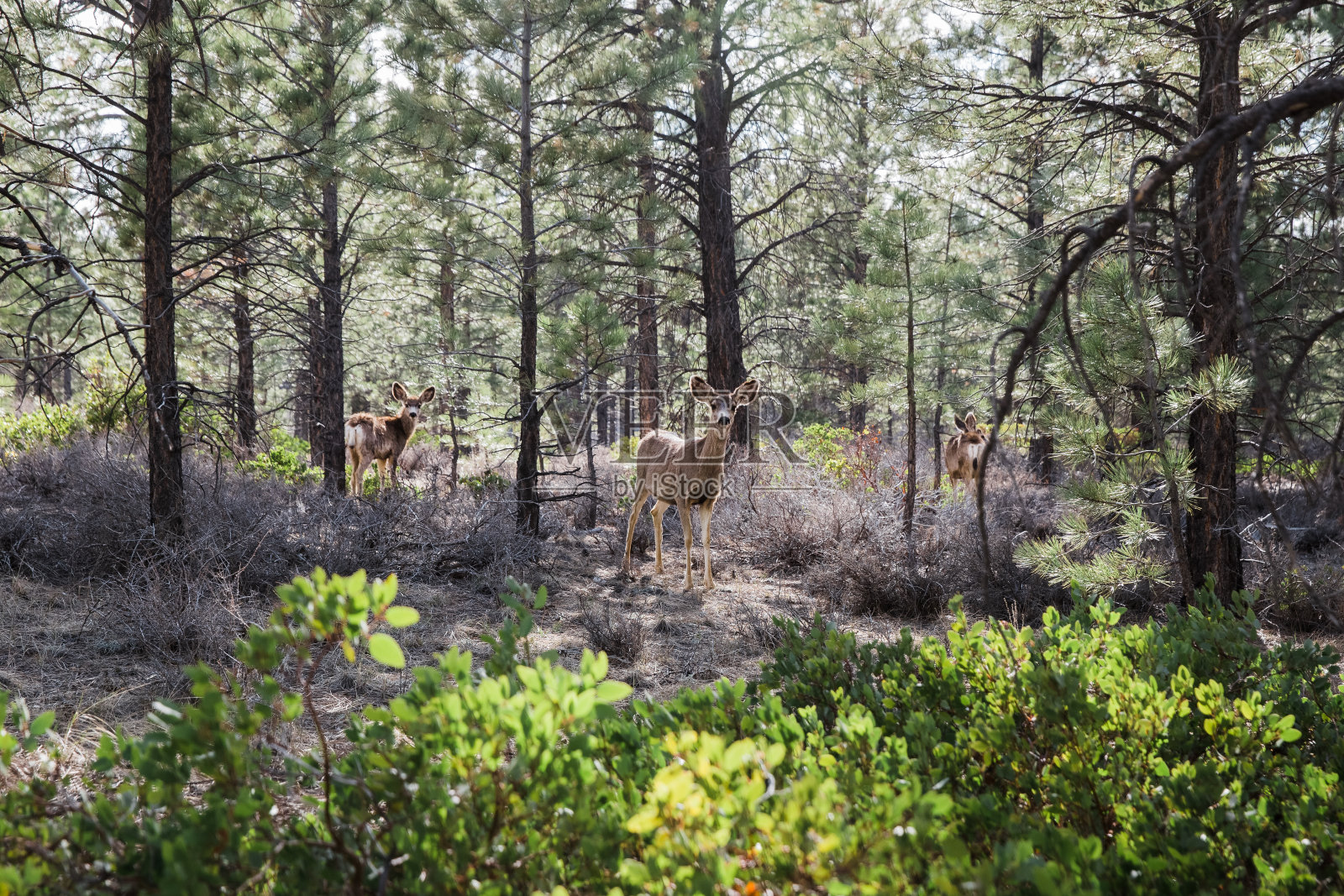 犹他州布莱斯峡谷国家公园的骡鹿特写镜头照片摄影图片