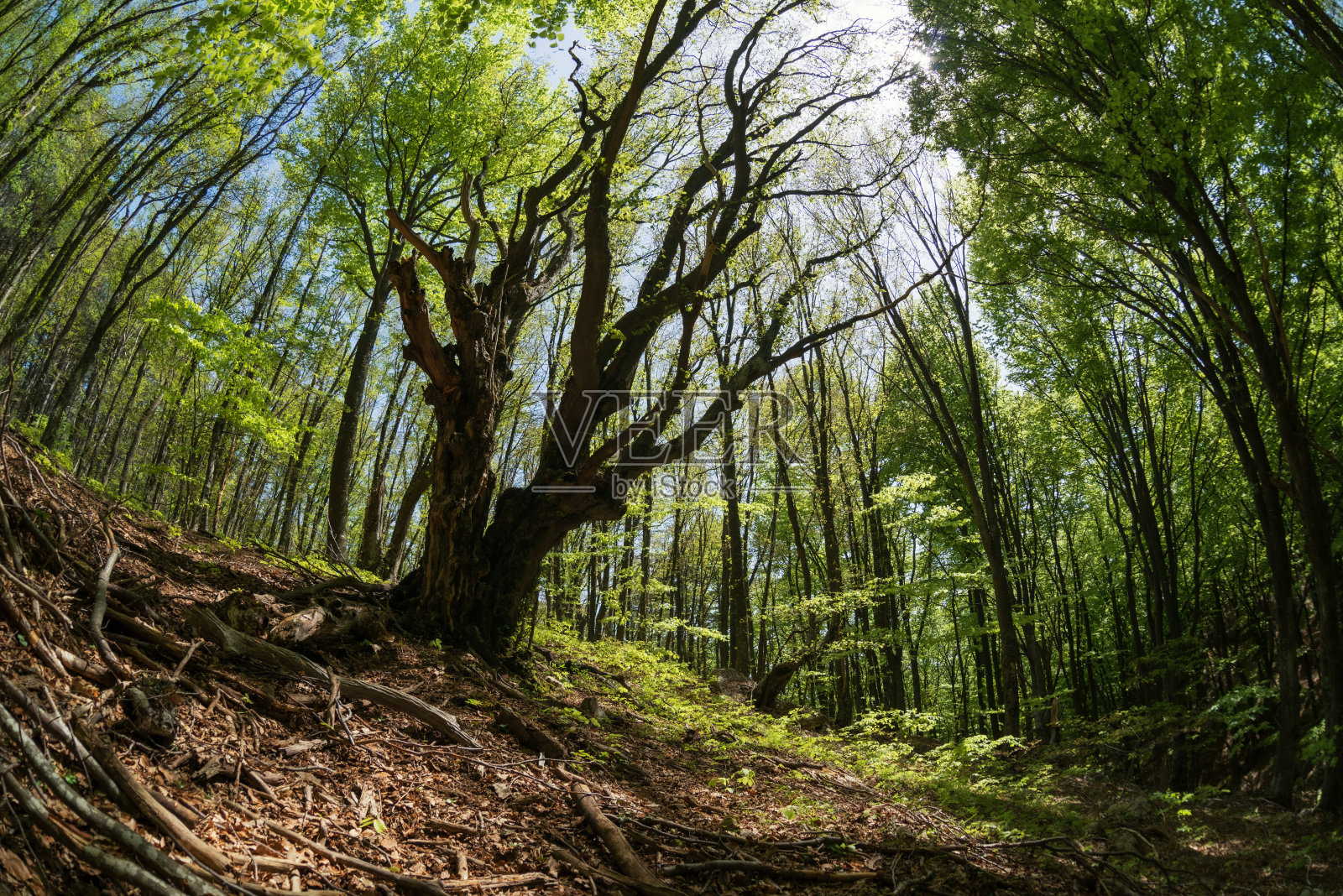 阳光明媚的春天森林里，一棵高大、弯曲、黝黑的树照片摄影图片