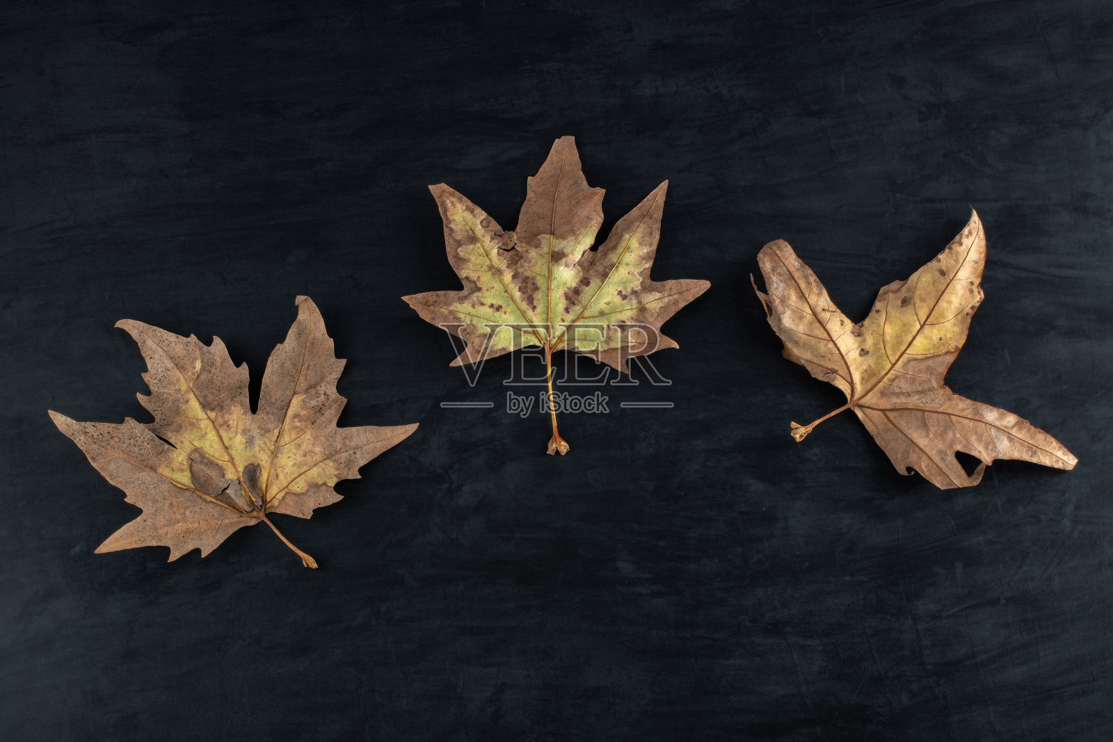 干燥的葡萄叶子在黑色的背景照片摄影图片