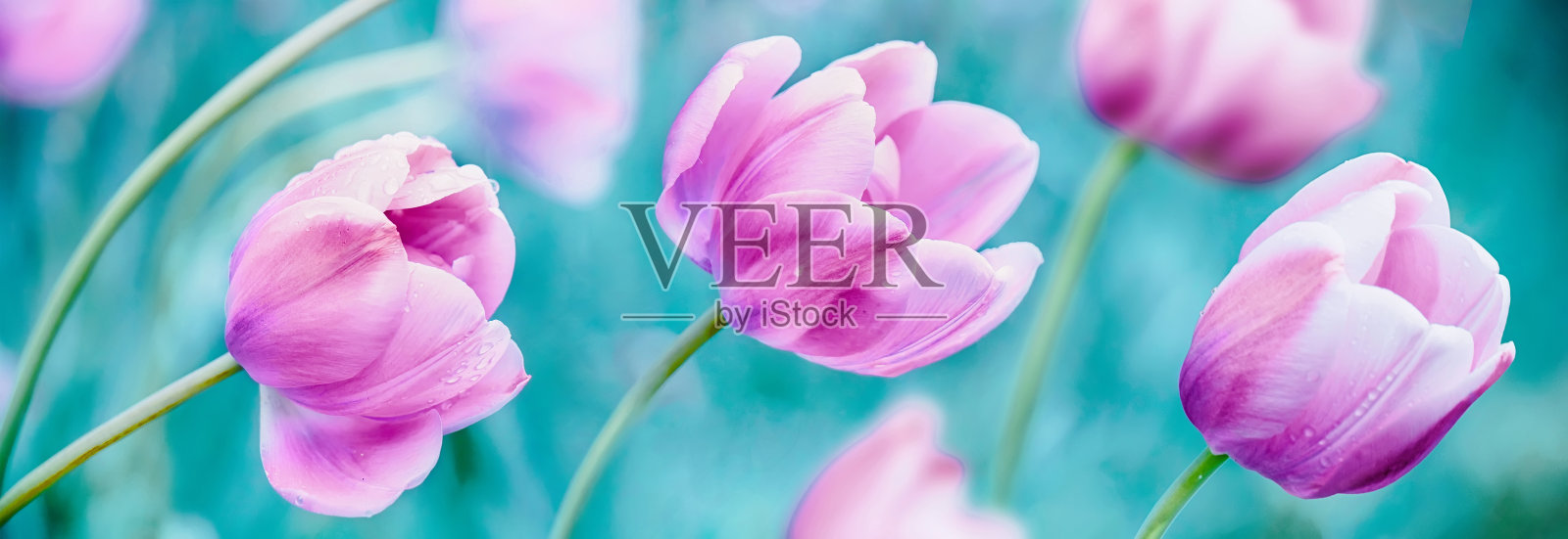 广角花春天自然背景的紫色郁金香花。照片摄影图片