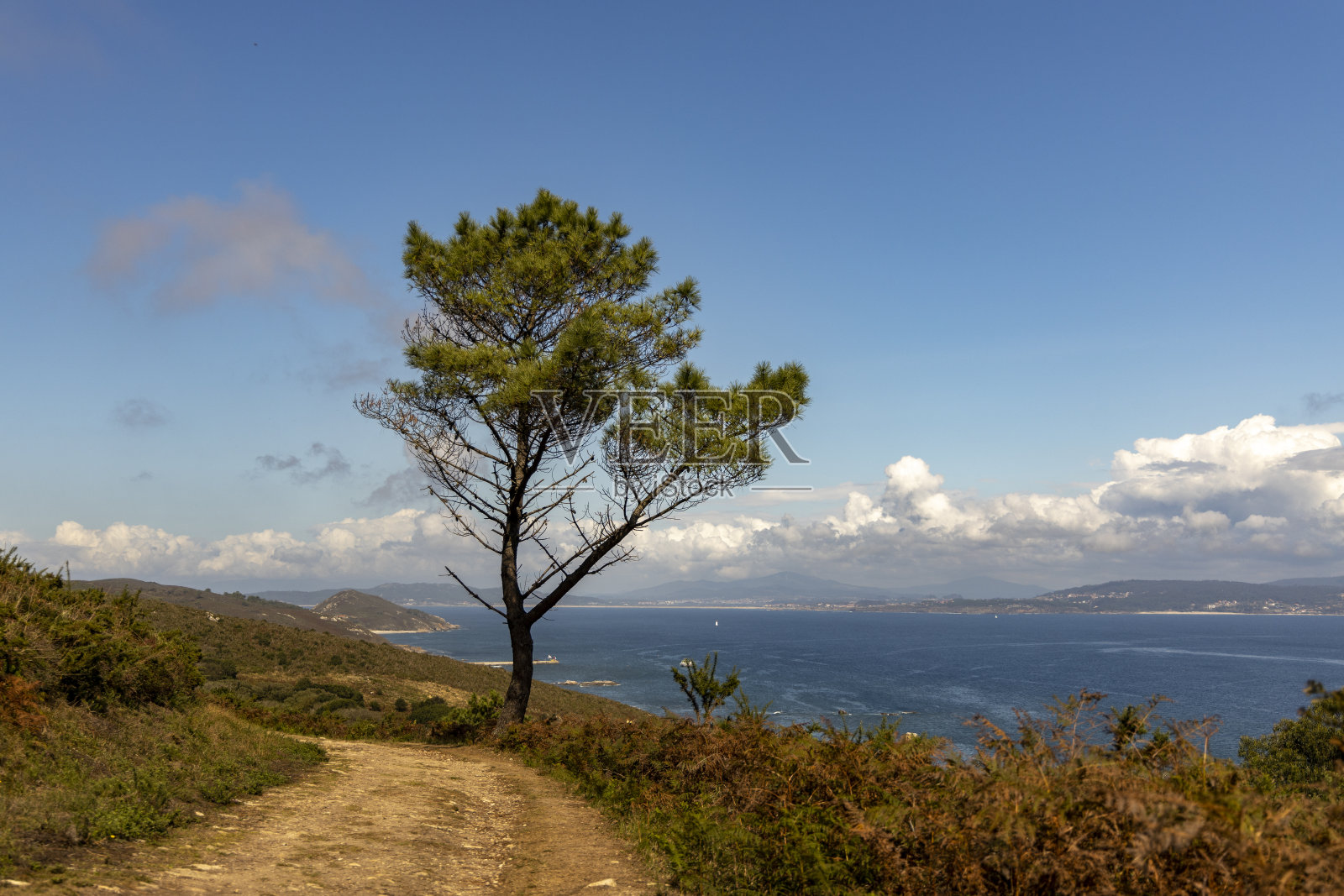 孤独的树照片摄影图片
