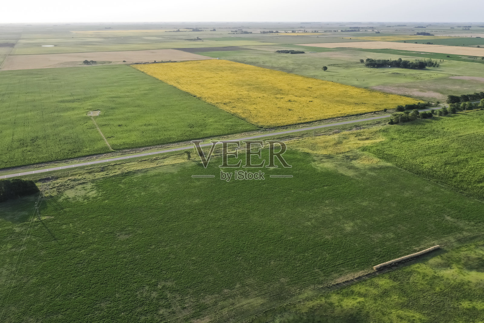 田间潘帕诺照片摄影图片