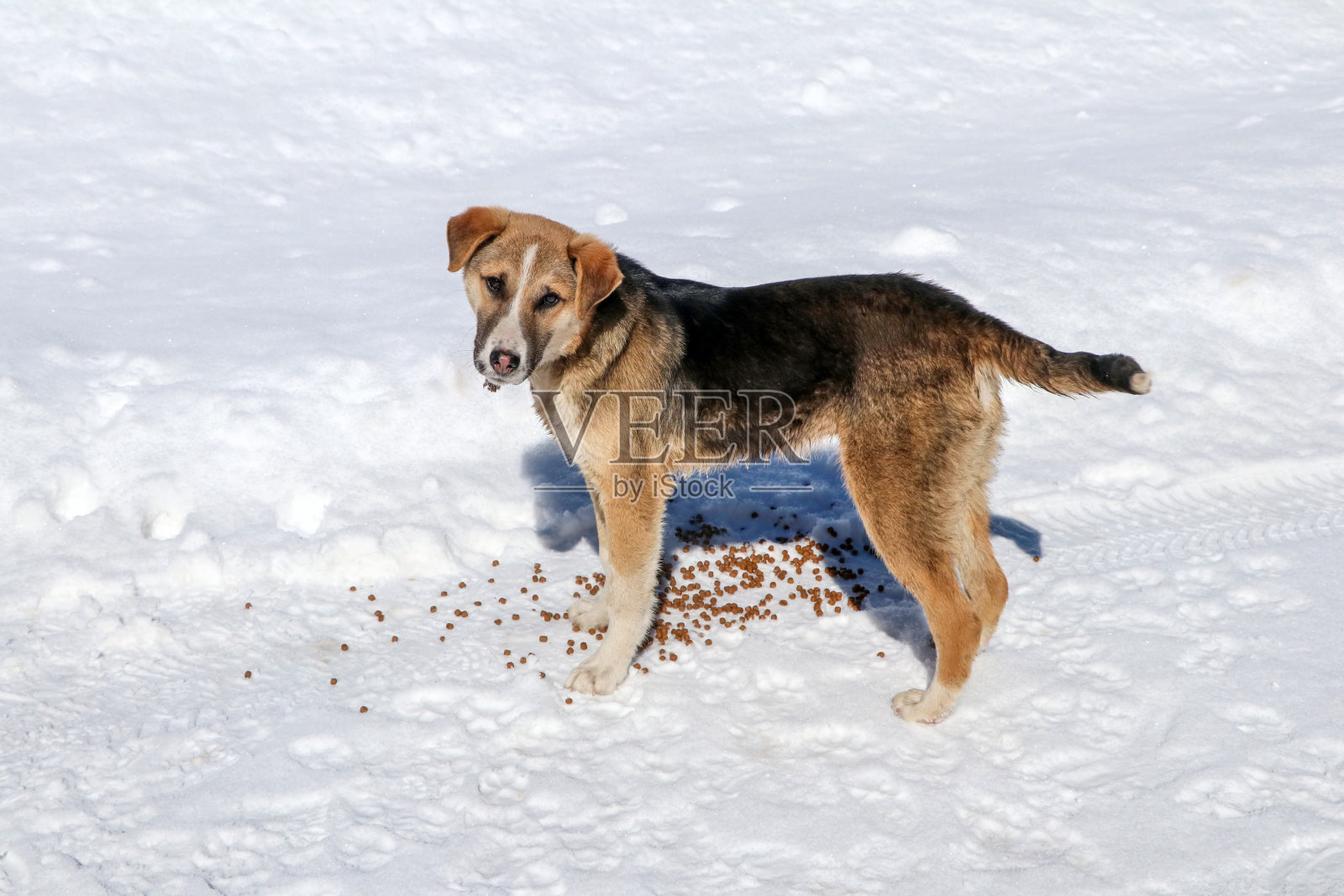 一只流浪狗在冬天的雪中，博鲁-土耳其照片摄影图片