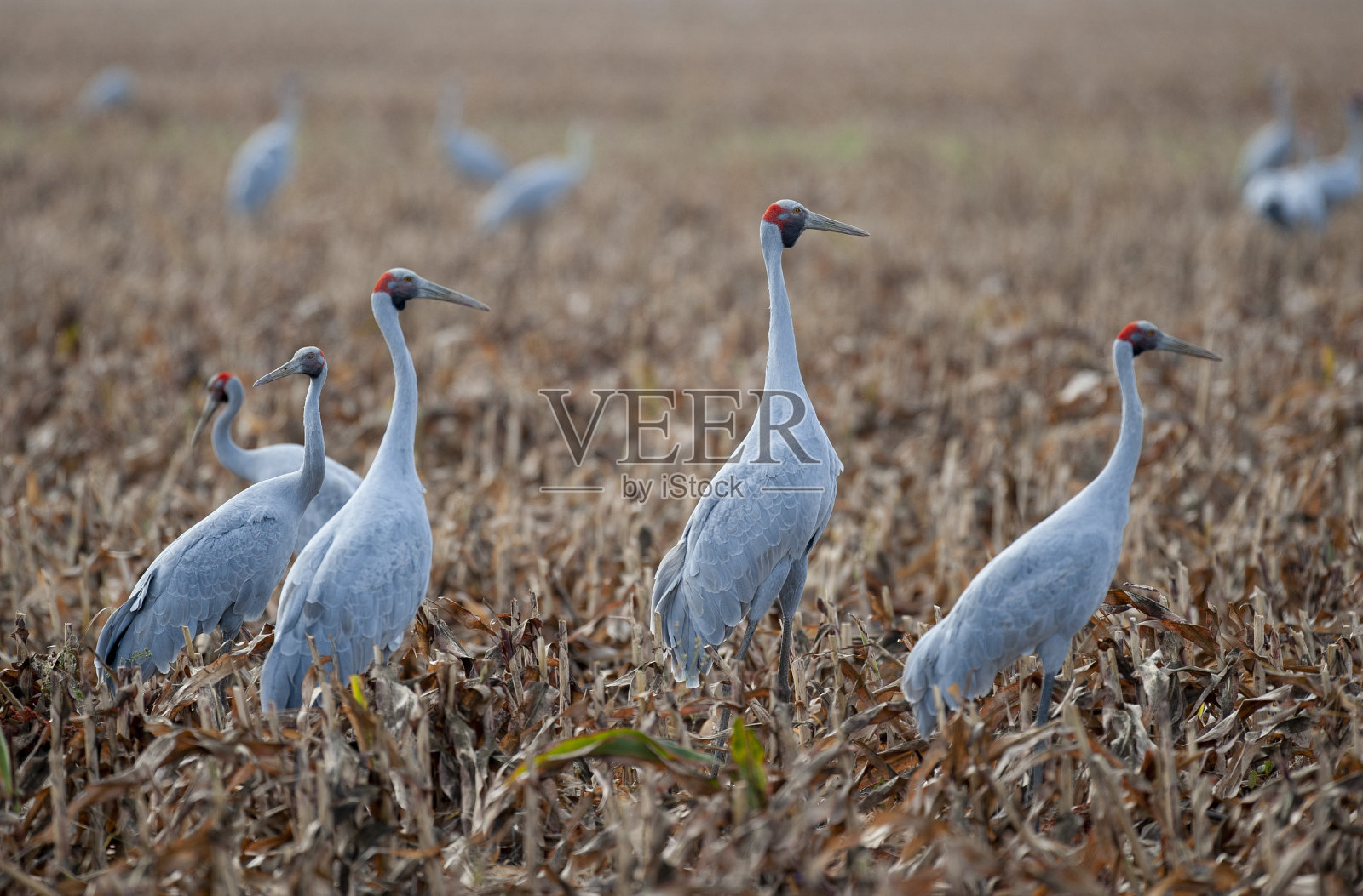 Brolga喂食。照片摄影图片